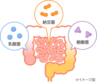 3つの菌をバランス良く配合イメージ